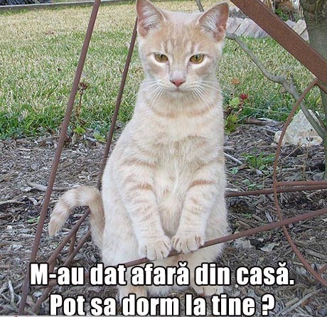 Poza amuzanta 4 Poza-amuzanta-poze-amuzante-pisica-a-fost-evacuata-de-catre-stapani-din-casa