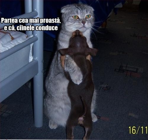 Poze Amuzante Pisica Danseaza Cu Cainele Pufilica S Blog